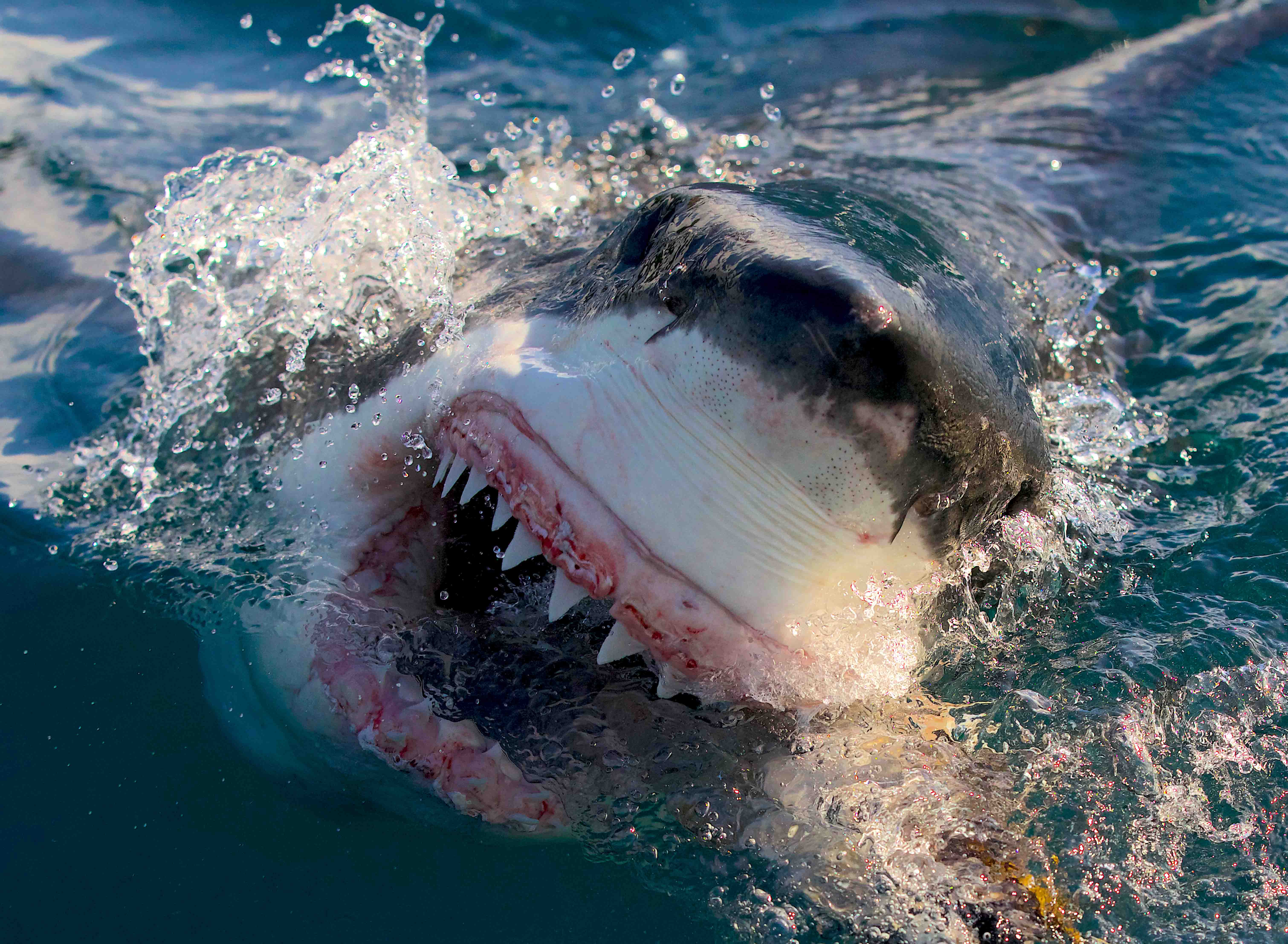 Shark Week 2023 Watch on Sling TV, Schedule, and Episode Info