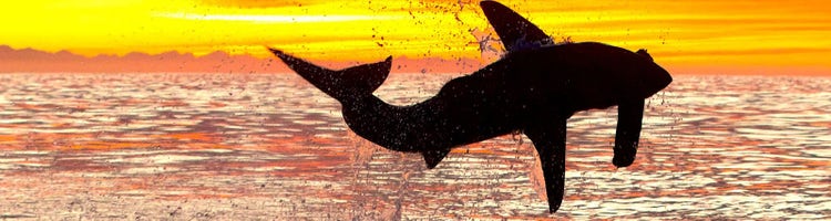 A scene from 'Air Jaws' from Shark Week on Discovery Channel.