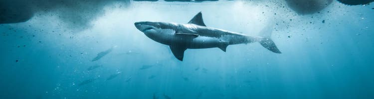 A shark thrashing in the water in a scene from 'Shark Week' on Discovery.
