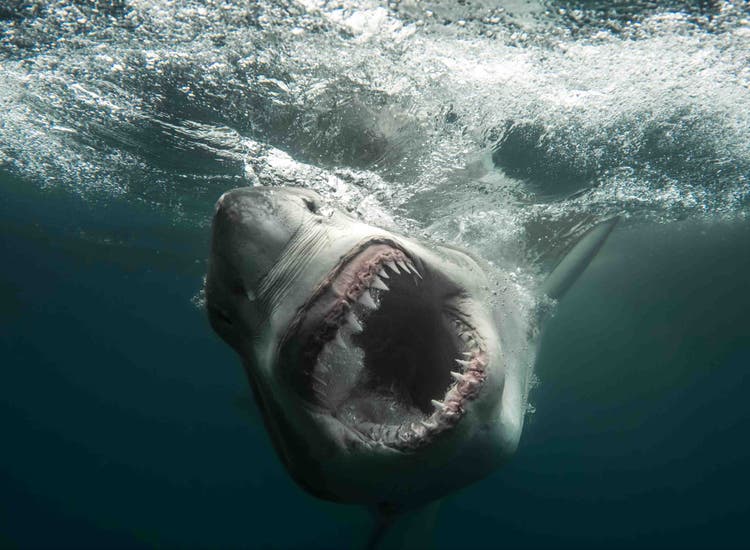 A shark thrashing in the water in a scene from 'Shark Week' on Discovery.